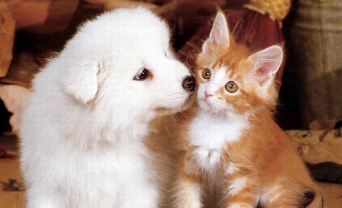 如何让猫接受新来的狗 如何让猫接受新来的狗