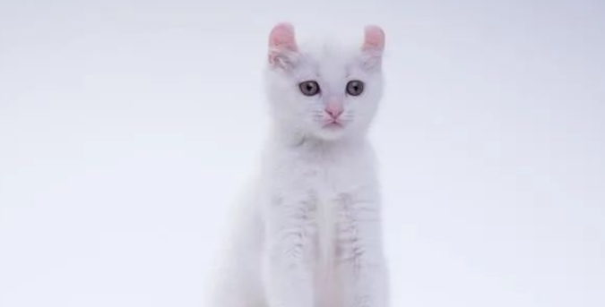 给2个月小猫洗澡了怎么办，看看小猫洗澡的必备知识分享！