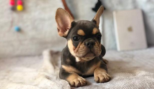 为什么养斗牛犬