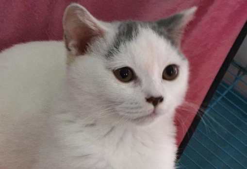 猫怎么看几个月 猫怎么看几个月