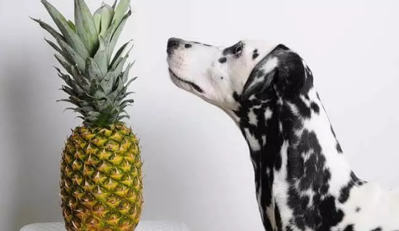 狗狗可以吃菠萝不? 狗狗可以吃菠萝不?