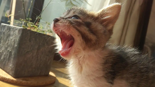 猫一直发出咕噜咕噜的声音