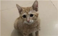 三个月小猫不叫不出声正常吗