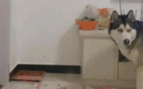 主人给哈士奇准备了礼物,结果二哈反而把主人的私房钱给拆了 主人给哈士奇准备了礼物,结果二哈反而把主人的私房钱给拆了