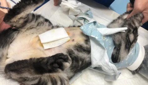 母猫要绝育吗 母猫要绝育吗