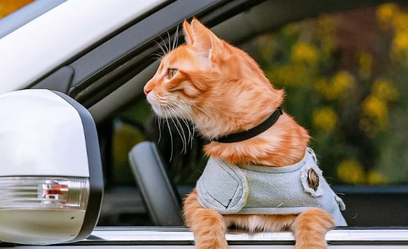 汽车可以带猫咪上车么