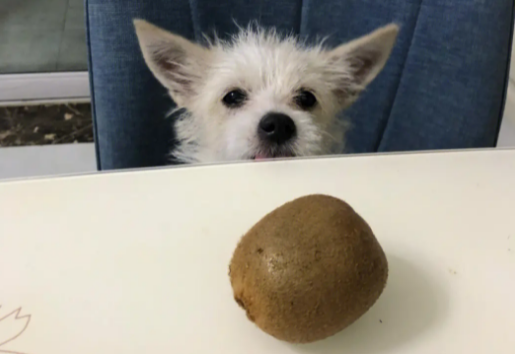 狗能吃猕猴桃吗