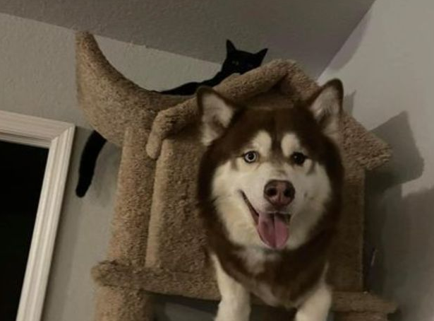 把哈士奇和猫一起养，主人很担心猫被带歪了，最后发现自己想错了