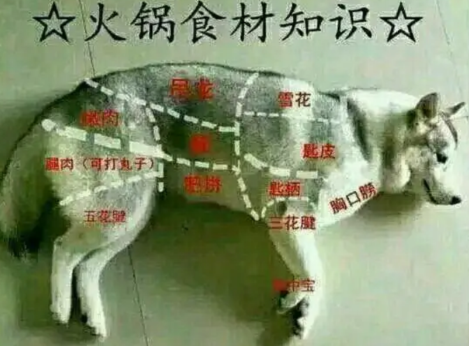 哈士奇扬言要拆家，爸爸扬言要吃狗肉，最后究竟谁输谁赢？