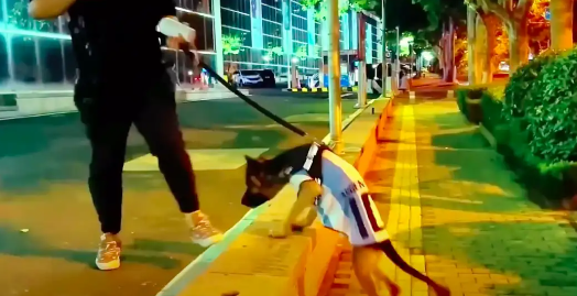 被铁链拴住的德牧 为挣脱残忍的咬断自己的后腿 被铁链拴住的德牧 为挣脱残忍的咬断自己的后腿