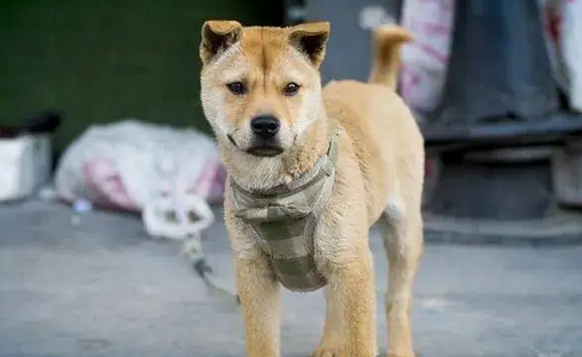 凌晨两点,孕妇与邻居发生争吵上升到肢体冲突,忠犬护主身受重伤 凌晨两点,孕妇与邻居发生争吵上升到肢体冲突,忠犬护主身受重伤
