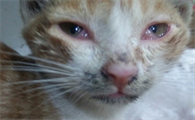小猫眼睛流脓睁不开是什么原因