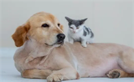 猫姿势解释大全图片
