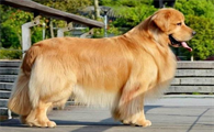 家庭养犬养什么犬最好