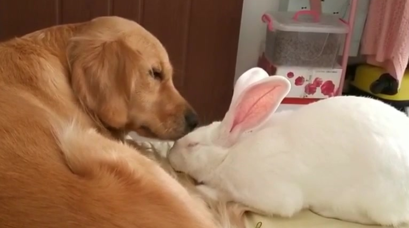 狗能和兔子一起养吗?