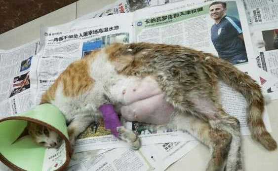 母猫怀孕有红色分泌物 母猫怀孕有红色分泌物