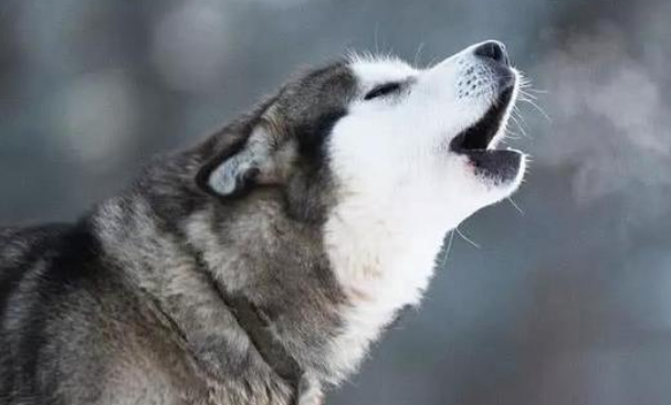 家犬嚎叫对家庭有害吗 家犬嚎叫对家庭有害吗