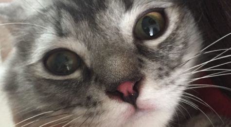 小猫鼻子是湿润的怎么回事