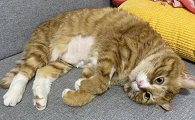 猫脂肪肝会自愈吗