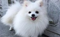博美犬有几种品种