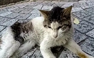 猫在野外丢了一般藏在哪里