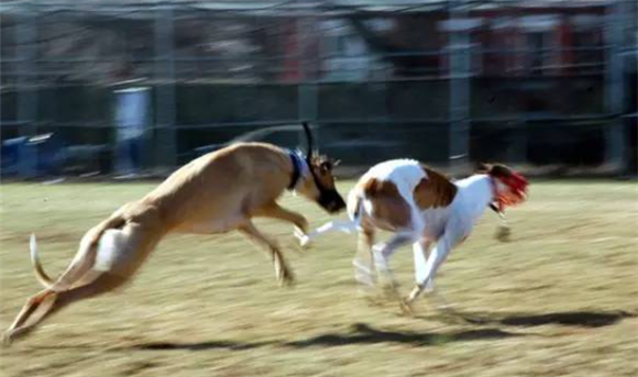 动物世界犬种-格雷伊猎犬 动物世界犬种-格雷伊猎犬
