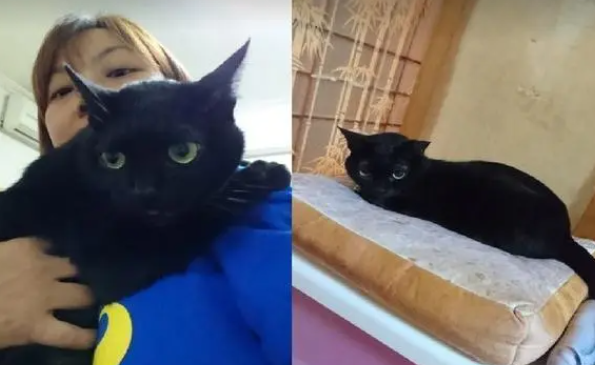 黑猫跳爸爸肩上舔头顶,被问“好了吗”竟撒娇回:还没好~ 黑猫跳爸爸肩上舔头顶,被问“好了吗”竟撒娇回:还没好~