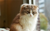 猫一直上我床怎么解决