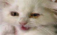 小猫眼睛上有眼屎导致眼睛睁不开用什么药