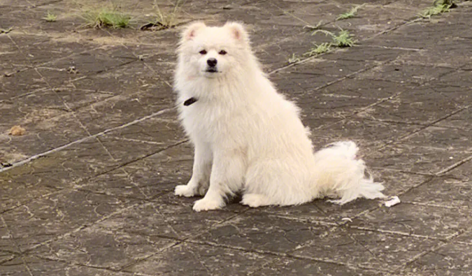 银狐犬有黄毛是纯的吗