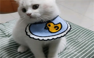 小红书买猫骗局