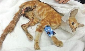 虐猫时为什么猫不反抗