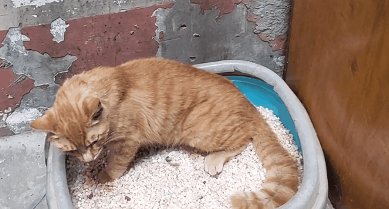 小猫便秘怎么办