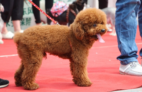 广州宠物狗大赛来袭,考验了主人与爱犬间的默契 广州宠物狗大赛来袭,考验了主人与爱犬间的默契