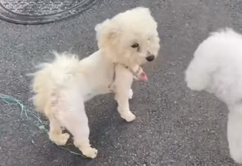 比熊犬曾被抛弃三次,新主人也有弃养的苗头,可怜小狗该何去何从 比熊犬曾被抛弃三次,新主人也有弃养的苗头,可怜小狗该何去何从
