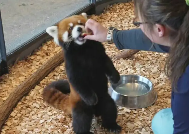 高冷小熊猫嫌弃饲养员 小熊猫：喂苹果可以，牵手不行