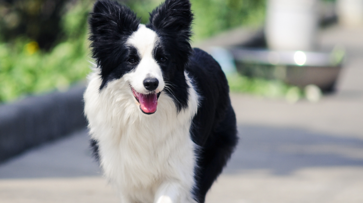 犬的种类及图片与名字 犬的种类及图片与名字