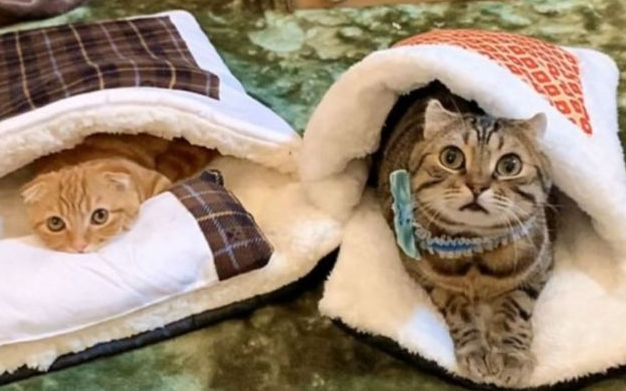 给爱猫买了新款睡袋,它们不仅非常喜欢,还会使用枕头! 给爱猫买了新款睡袋,它们不仅非常喜欢,还会使用枕头!