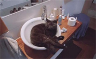 如何去掉出租屋的猫味