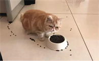 猫总是出去玩回来吃了饭又走