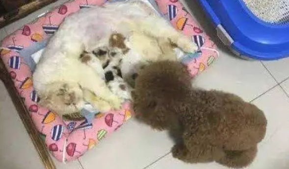 泰迪看上了小奶猫,趁猫妈不注意快速叼了一只,主人:你是公的 泰迪看上了小奶猫,趁猫妈不注意快速叼了一只,主人:你是公的