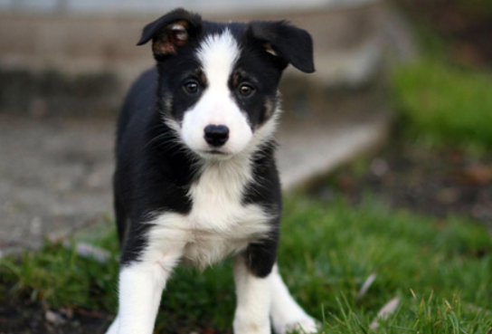 边境牧羊犬幼犬价格 边境牧羊犬好养吗