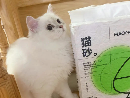 喵怪兽猫砂，猫咪生活品质的深度关怀