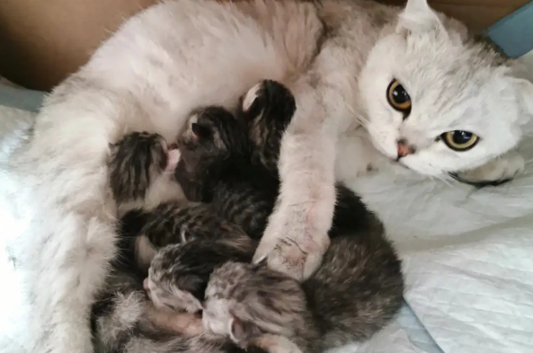 生了五只小猫寓意 生了五只小猫寓意