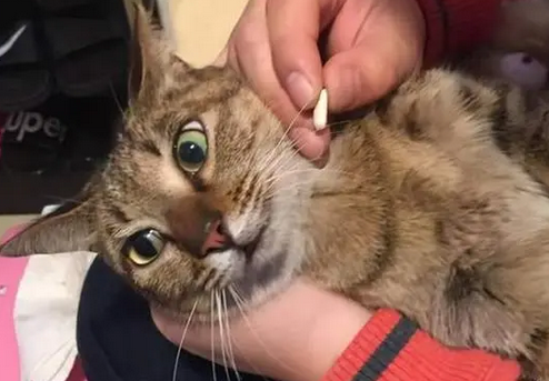 什么药猫吃了必死 什么药猫吃了必死