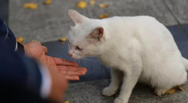 没出过门的猫咪跑丢了