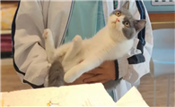 想卖小猫崽在哪个平台卖