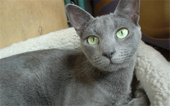 夏天猫自己在家要开空调吗 夏天猫自己在家要开空调吗
