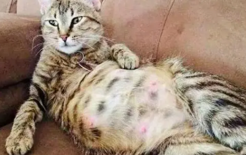 母猫一般多久排出死胎 母猫一般多久排出死胎