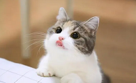 女生发猫的视频给男生啥意思